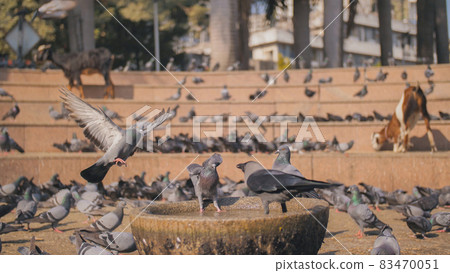 City pigeons and one crow drink water in the square where pigeons are fed. Slow-motion video in Mumbai city. 83470051
