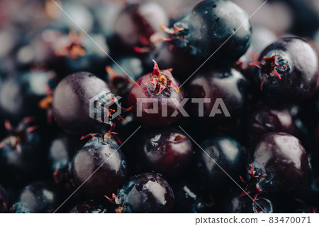 Close Up of Ripe Amelanchier Berries. 83470071