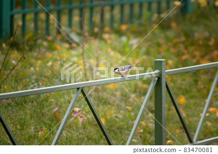 Small bird on the fence in an urban environment 83470081