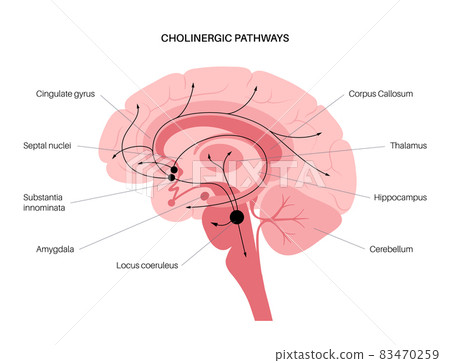Acetylcholine cholinergic pathway Acetylcholine cholinergic pathway 83470259