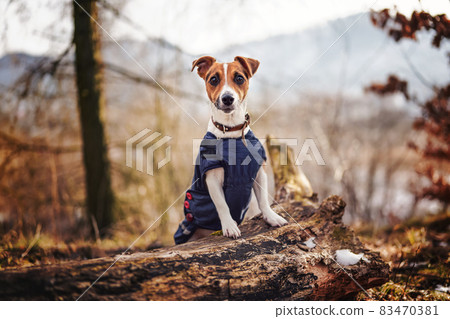 Small Jack Russell terrier in dark blue winter jacket leaning on fallen tree with grass and snow patches, blurred trees or bushes background 83470381