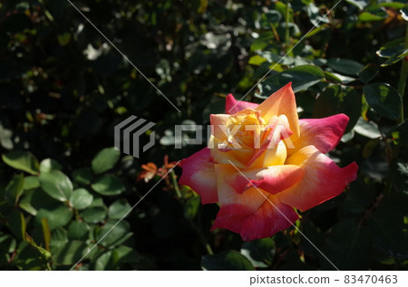 Rose glory in full bloom Rose glory in full bloom 83470463