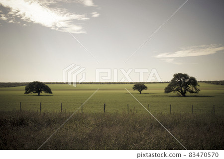 Wheat in vintage color,Pampas,Argentina 83470570