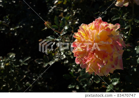 Rose in full bloom'Fireworks Ruffle' Rose in full bloom'Fireworks Ruffle' 83470747