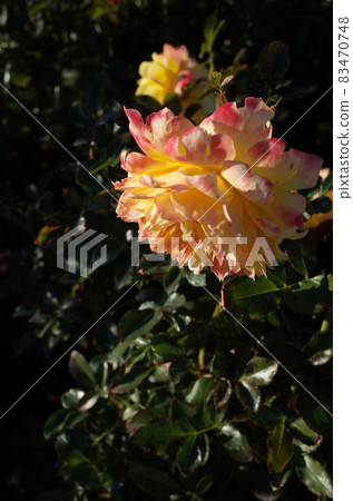 Rose in full bloom'Fireworks Ruffle' Rose in full bloom'Fireworks Ruffle' 83470748