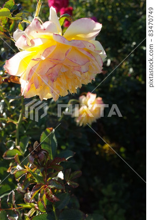 Rose in full bloom'Fireworks Ruffle' Rose in full bloom'Fireworks Ruffle' 83470749