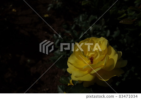 Rose in full bloom'Friesia' 83471034