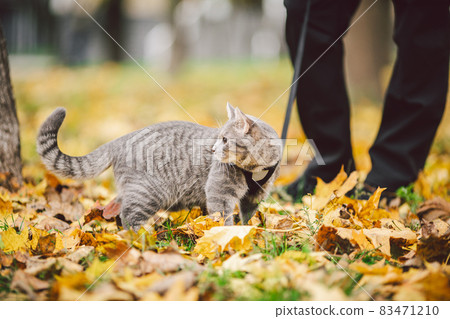 Adventures of a gray cat on a leash and his male owner in yellow leaves in the forest. Legs of a cat owner and a pet in a sled on a walk in nature in autumn. Cat wearing harness outdoors 83471210