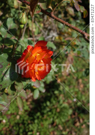 Rose in full bloom'Furedaiko Fure Taiko' 83471227