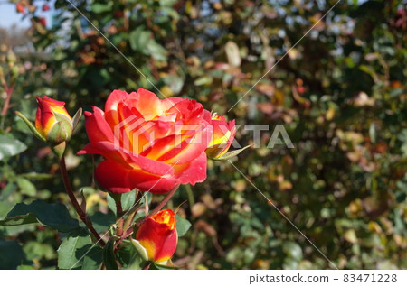 Rose in full bloom'Furedaiko Fure Taiko' 83471228