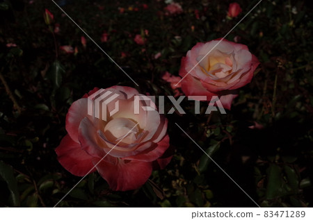 Rose in full bloom'Gemini' Rose in full bloom'Gemini' 83471289