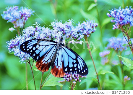 Traveling butterfly Chestnut tiger sucking nectar in the flower field of Fujibakama on the beach Traveling butterfly Chestnut tiger sucking nectar in the flower field of Fujibakama on the beach 83471290
