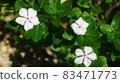 Madagascar periwinkle that grows naturally on the side of the road on Taketomi Island 83471773
