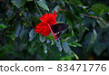 A black swallowtail butterfly sucking the dense hibiscus of Taketomi Island 83471776