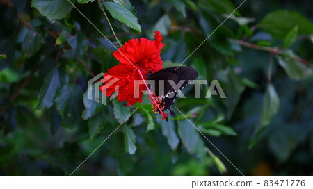 A black swallowtail butterfly sucking the dense hibiscus of Taketomi Island A black swallowtail butterfly sucking the dense hibiscus of Taketomi Island 83471776
