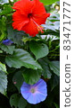 Hibiscus and morning glory on Taketomi Island 83471777