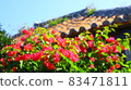 Bougainvillea blooming along the road on Taketomi Island 83471811