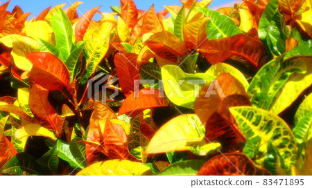 Croton native to Taketomi Island Croton native to Taketomi Island 83471895