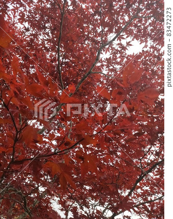 鮮紅的秋葉 鮮紅的秋葉 83472273
