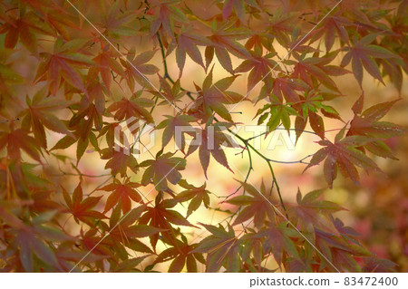 Autumn leaves Autumn leaves 83472400