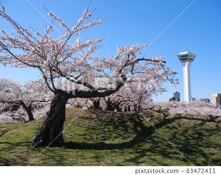 五棱郭塔與櫻花 83472411