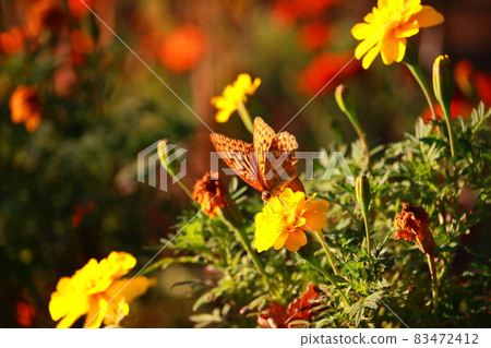 布倫西斯·達芙妮棲息在萬壽菊上的風景 83472412