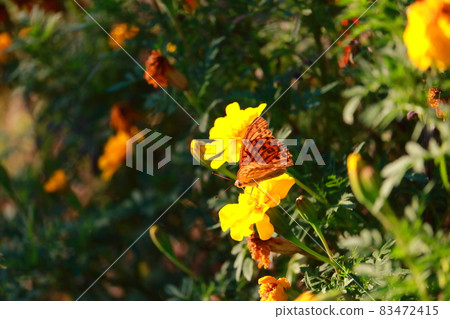 Landscape with Brenthis daphne perching on marigolds 83472415