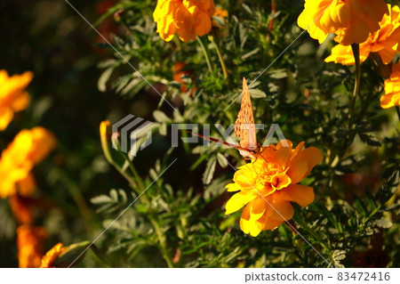 Landscape with Brenthis daphne perching on marigolds 83472416