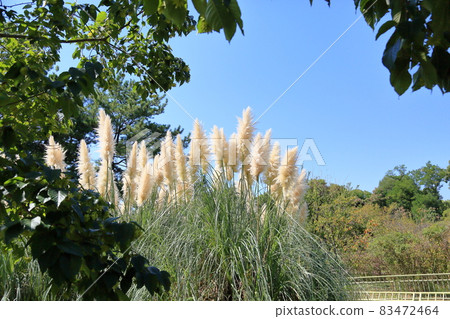 Shining pampas grass ears 83472464