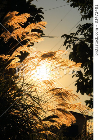 Japanese pampas grass shining in the sunlight 83472481