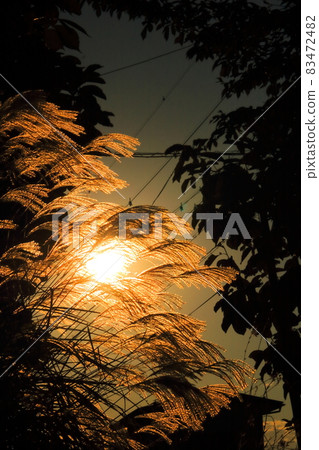 Japanese pampas grass shining in the sunlight 83472482