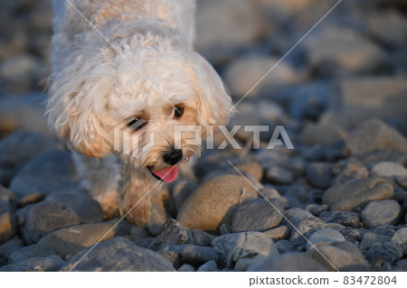 Maltipoo 晚上在河岸上看起來很有趣 83472804