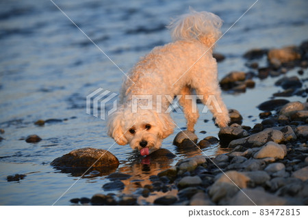 Maltipoo 晚上在河岸上看起來很有趣 83472815