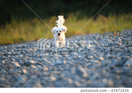 Maltipoo 晚上在河岸上看起來很有趣 Maltipoo 晚上在河岸上看起來很有趣 83472816