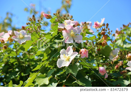 Fuyo flowers Fuyo flowers 83472879