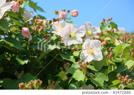 Fuyo flowers 83472880