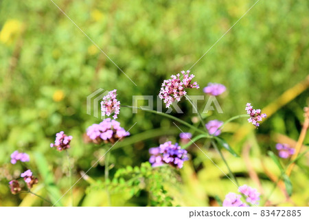 Willow flower 83472885