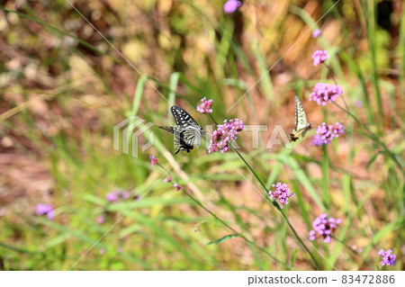 Willow flower 83472886