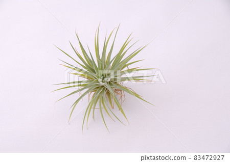 Air plants 83472927