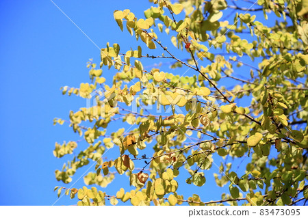 Yellow leaf katsura leaf Yellow leaf katsura leaf 83473095