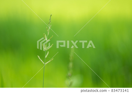 Wild grass flower close up. Wild grass flower close up. 83473141