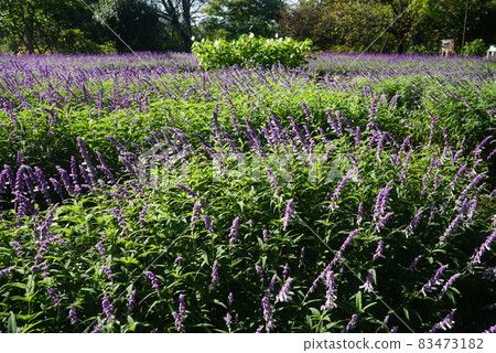 Amethyst Sage Amethyst Sage 83473182