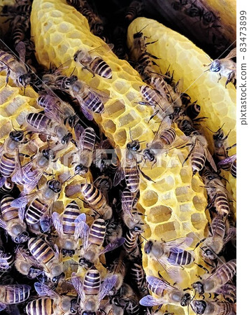 Nest honey and bees Nest honey and bees 83473899
