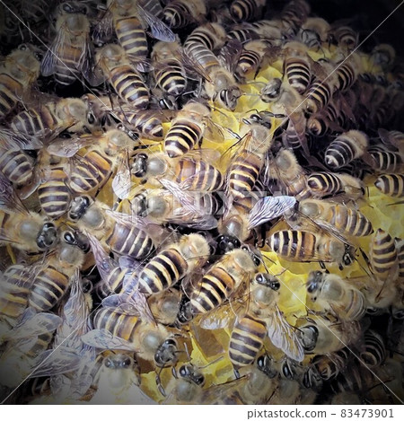Nest honey and bees Nest honey and bees 83473901