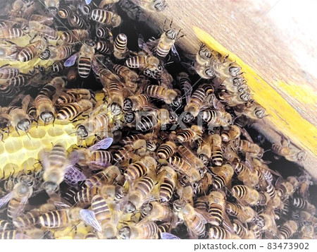 Nest honey and bees Nest honey and bees 83473902