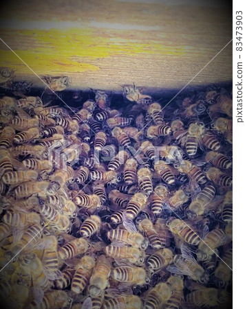 Nest honey and bees Nest honey and bees 83473903