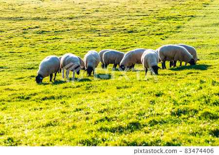 Yamanashi Prefectural Makiba Park Grazing sheep plateau ranch Yamanashi Prefectural Makiba Park Grazing sheep plateau ranch 83474406