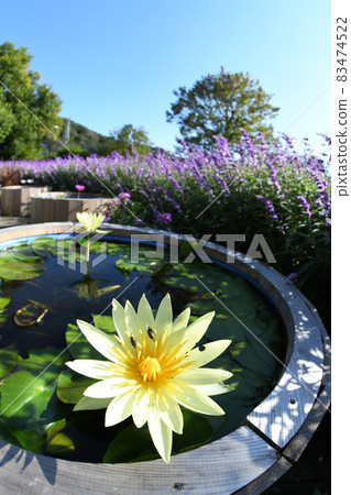 Water lily and amethyst sage Water lily and amethyst sage 83474522