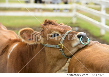 A pastoral village 83474759