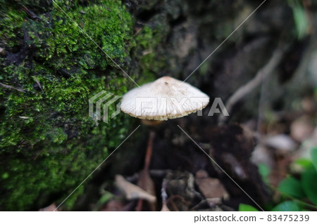 Wild mushroom Wild mushroom 83475239